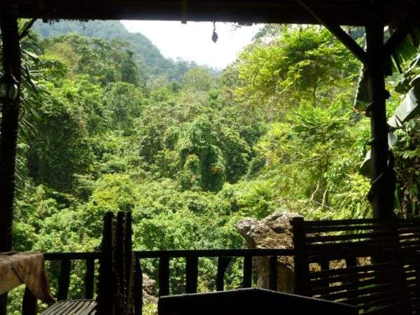 jungle-lodge-view