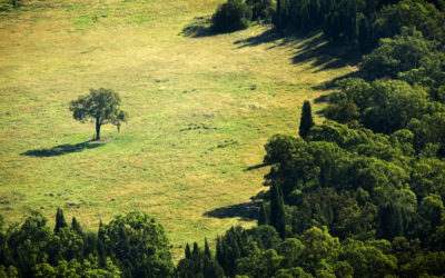 Modern Deforestation Trends: The Good and Bad