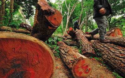 Deforestation in Brazil