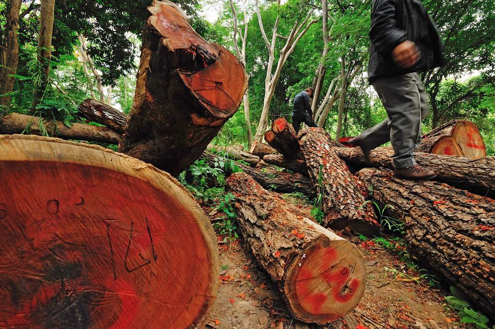 Deforestation in Brazil