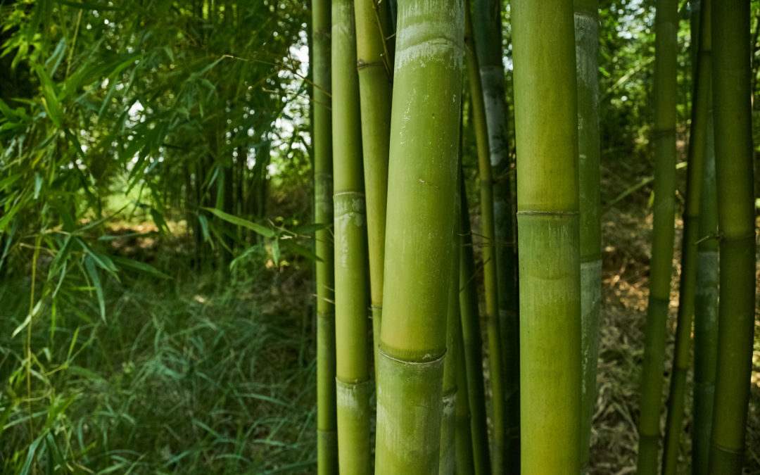 Getting to Know Bamboo, Mother Earth’s Friend
