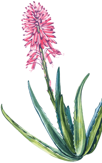 nimbus-hp-s3-flower-right