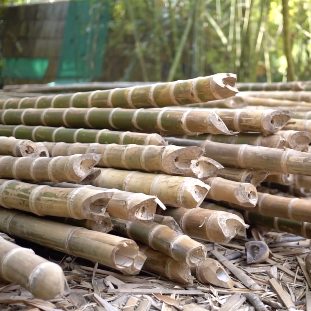 Adopt a Bamboo - BAD