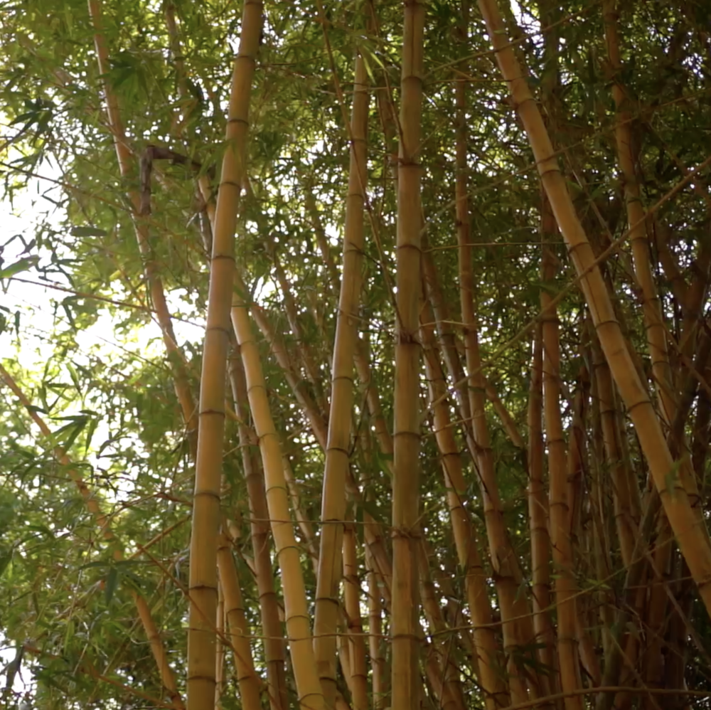 Adopt a Bamboo