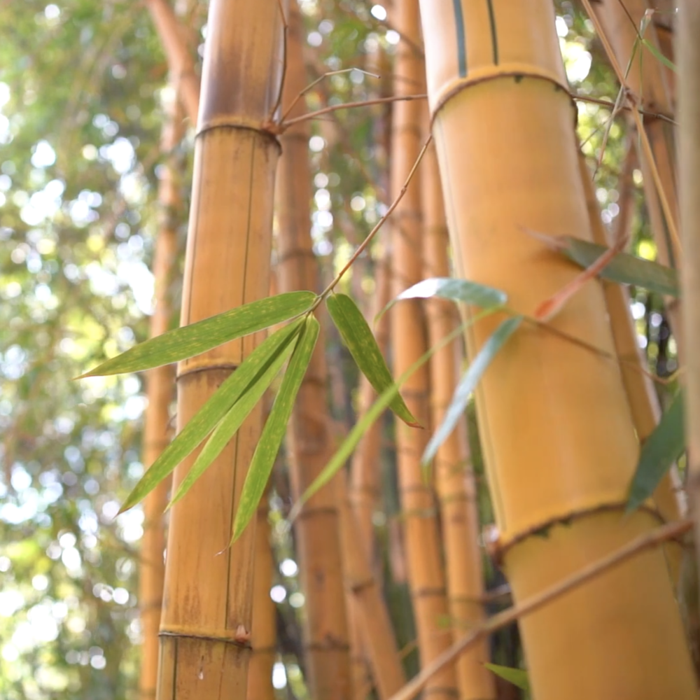 Adopt a Bamboo
