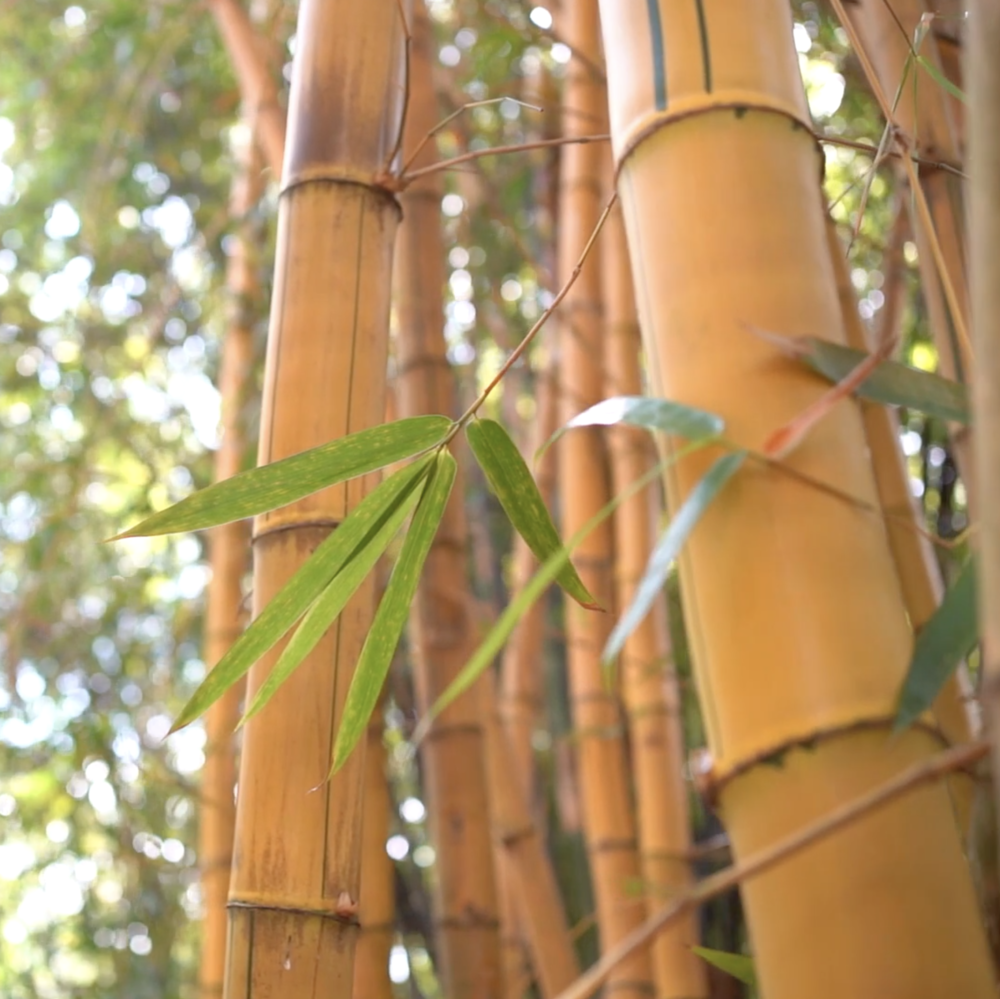 Adopt a Bamboo